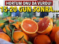 Hortum felaketi portakal fiyatlarını da vuracak