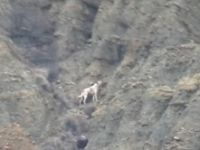 Çankırı'da 6 gündür kanyonda mahsur kalan köpek kendi kendini kurtarmış!