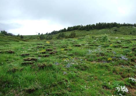 Yapraklı ilçesinden görüntüler... 13