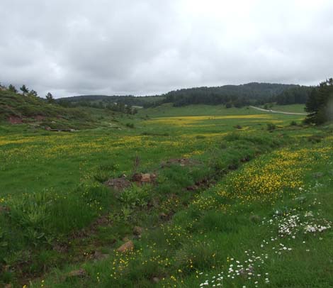 Yapraklı ilçesinden görüntüler... 15