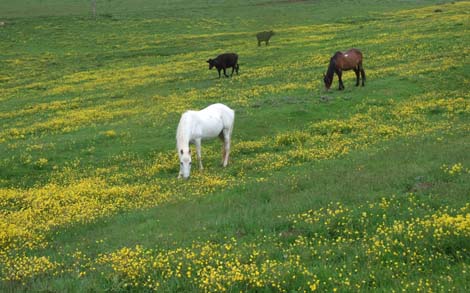 Yapraklı ilçesinden görüntüler... 16