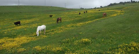 Yapraklı ilçesinden görüntüler... 17