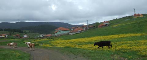 Yapraklı ilçesinden görüntüler... 19