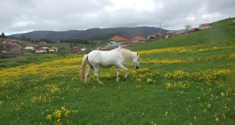 Yapraklı ilçesinden görüntüler... 21