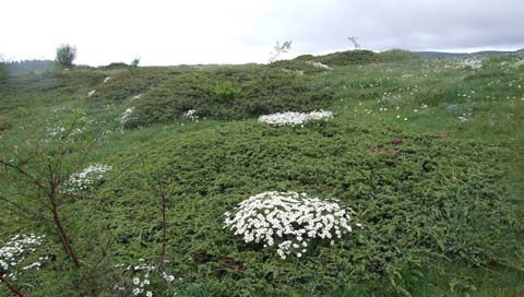 Yapraklı ilçesinden görüntüler... 22