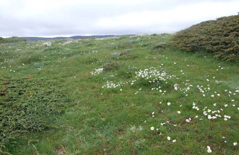 Yapraklı ilçesinden görüntüler... 23