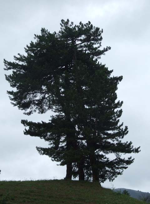 Yapraklı ilçesinden görüntüler... 24