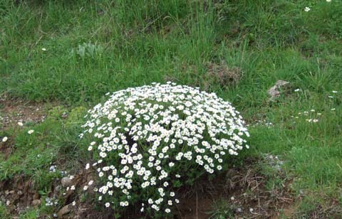 Yapraklı ilçesinden görüntüler... 3