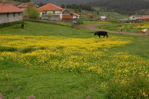 Yapraklı ilçesinden görüntüler... 30