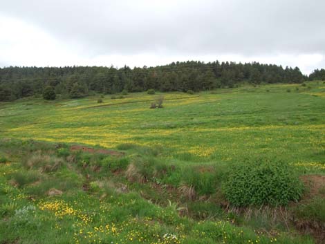 Yapraklı ilçesinden görüntüler... 4