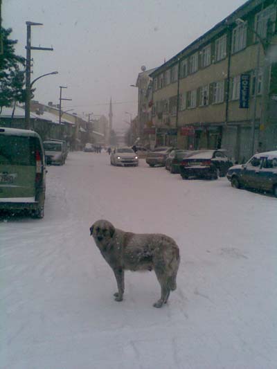 Kurşunluda yoğun kar yağışı ulaşımı engelliyor 1