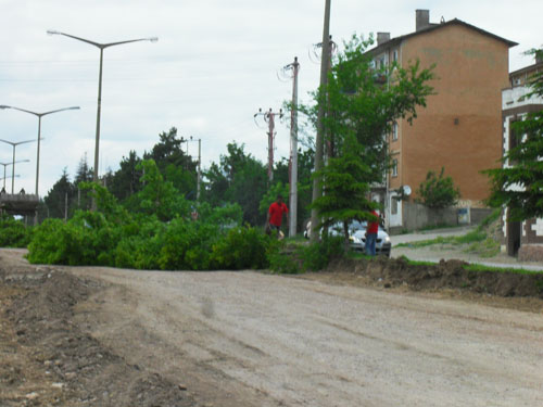 Çankırıda tam gaz AĞAÇ katliamı 2