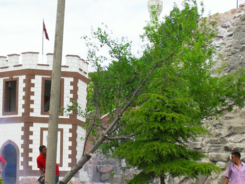 Çankırıda tam gaz AĞAÇ katliamı 3