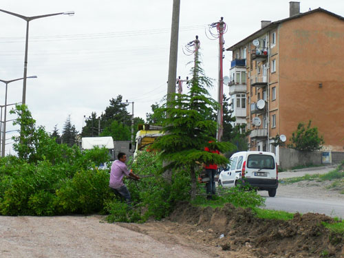 Çankırıda tam gaz AĞAÇ katliamı 4