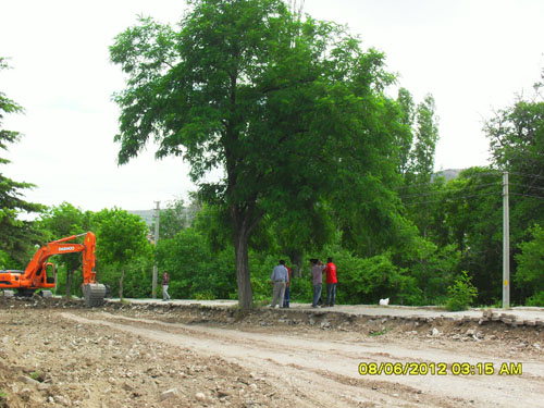 Çankırıda tam gaz AĞAÇ katliamı 5