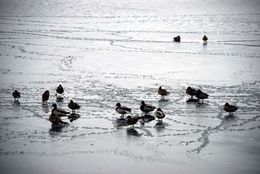 Abant Gölü dondu! 2