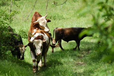 Sözcü18 Seçim Kervanı Ilgaz - Gaziler köyünde... 15