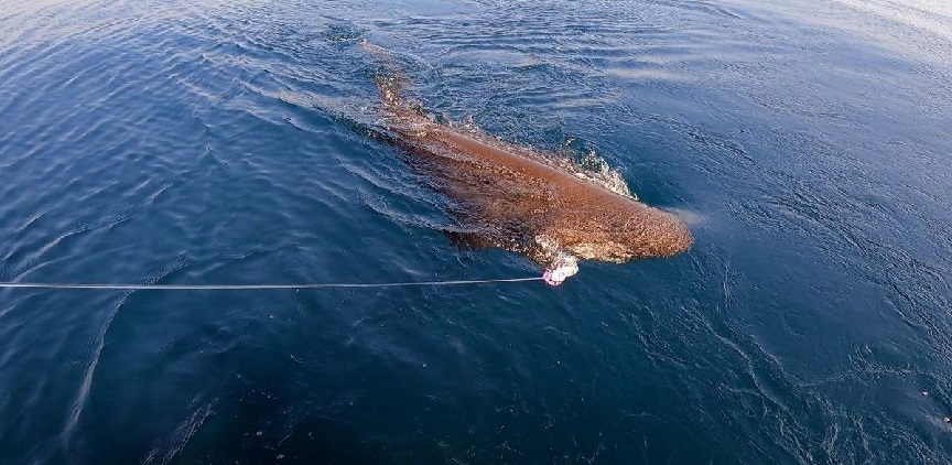 Saros Körfezi'nde olta ile 3,5 metrelik köpek balığı yakaladılar