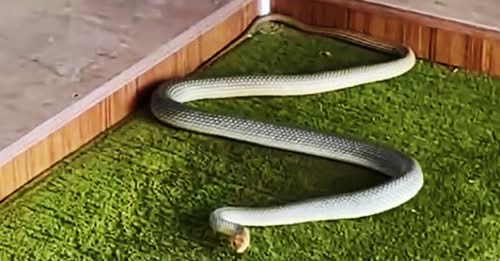 Kastamonu'da camiye yılan girdi!