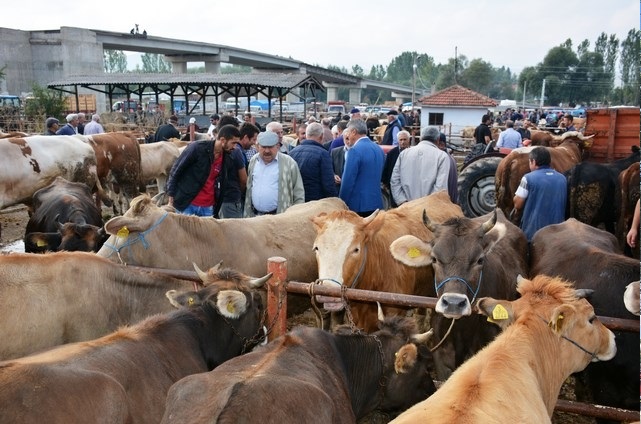 Bakanlıktan 81 ile ‘Acele’ kodlu yazı: Tüm hayvan pazarları kapatıldı