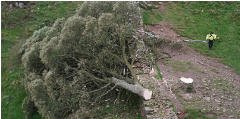 İkonik ağacı kesen 2 kişi hapse atıldı