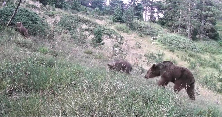 Doğa ve anne sevgisine son örnek Çankırı'dan