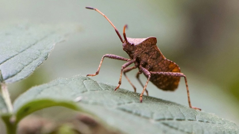 Tarımda 'kokarca' depremi!