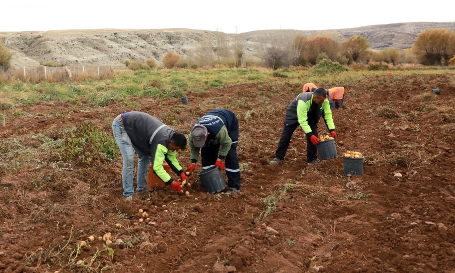 Çankırı Belediyesi'nin kışlık patates hasadı yüz güldürdü