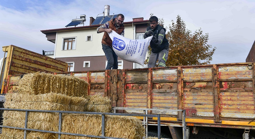ABB'den manda yetiştiricilerine 'ücretsiz kaba yem' desteği