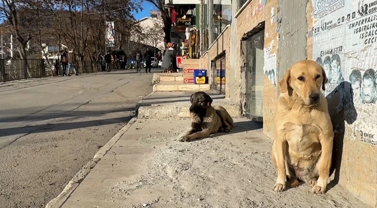 Sokak hayvanlarının toplatılmasına yönelik genelge 'iptal'