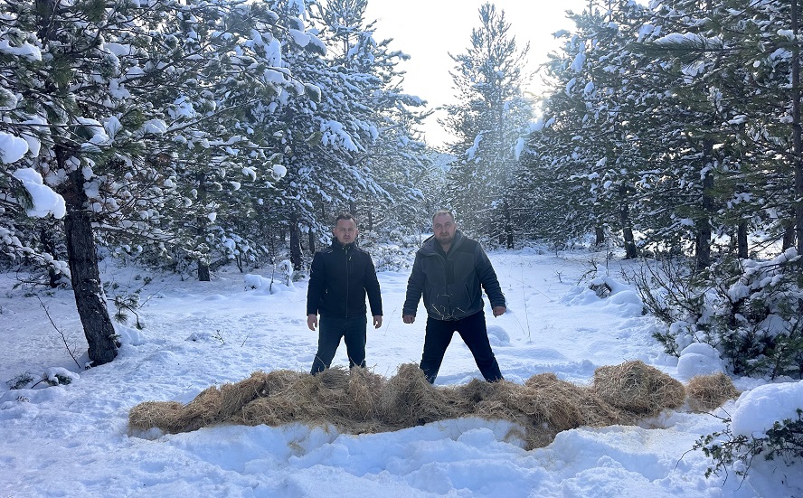Bayramören'de yaban hayvanlarına yönelik 'yemleme' çalışması başlatıldı