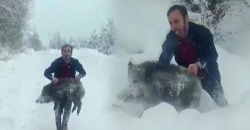 Sinop'ta eliyle domuz yakalayan adama şok ceza!