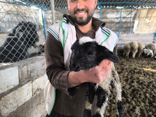 Hatay'da kuzu çift başlı, iki ağızlı ve dört gözlü doğdu