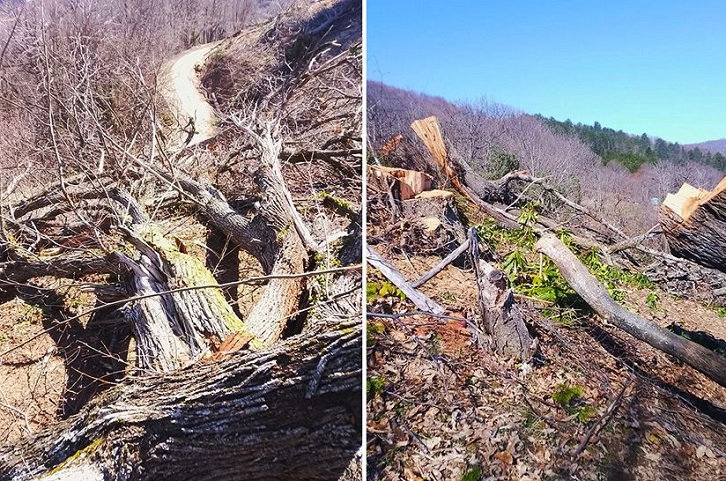 Kastamonu'da 'ağaç katliamı' iddiası