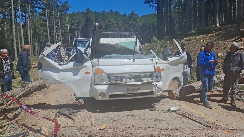 Bursa'da kamyonetin üzerine ağaç devrildi: Ölü ve yaralılar var
