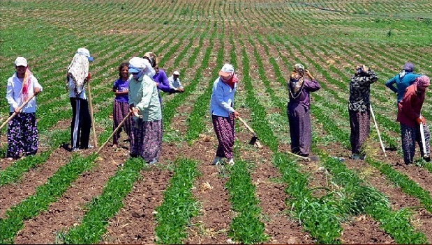 Tarımda istihdam eriyor: Çalışan sayısı 2002’den bu yana yaklaşık 3 milyon azaldı