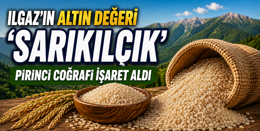Ilgaz'ın 'sarıkılçık' pirincine coğrafi işaret tescili