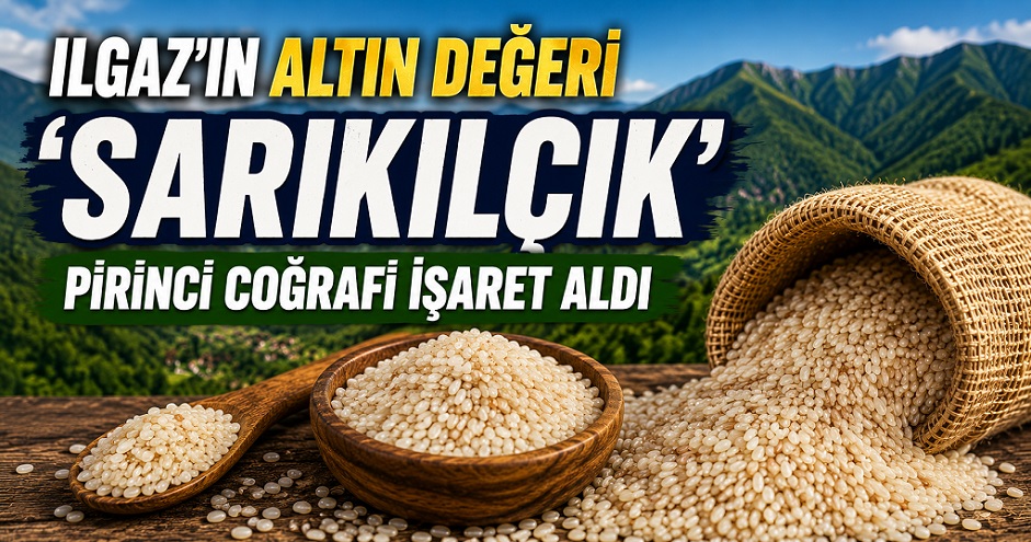 Ilgaz'ın 'sarıkılçık' pirincine coğrafi işaret tescili