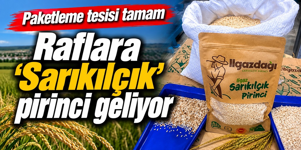 Ilgaz'ın 'sarıkılçık' pirinci raflardaki yerini almaya hazır