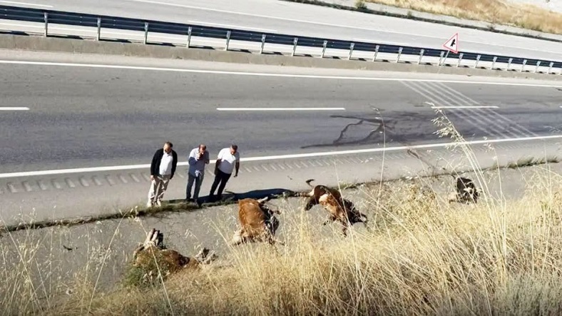 Kastamonu'da TIR alev aldı, hayvanlar yola savruldu