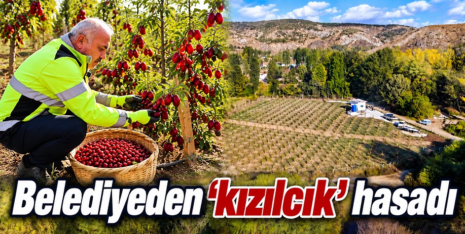 Çankırı Belediyesi'nden 'kızılcık' hasadı!