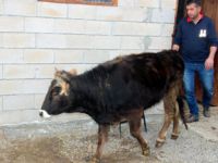 Hakkında soruşturma açılan inek 18 aydır gözaltında