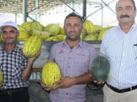 Çankırı'da kavun üretimi yüzleri güldürdü