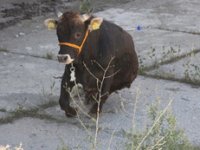 Çankırı'da kaçan kurbanlık dana, 2 kişiyi hastanelik etti!
