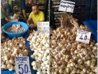 Sarımsağın fiyatı 50 TL’yi gördü