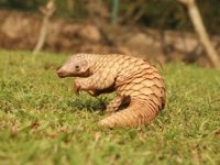 Corona virüsü salgınının asıl sebebi bulundu! Yarasa değil pangolinden yayılmış